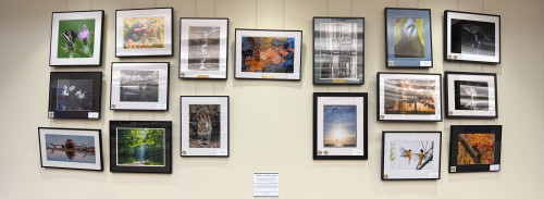 Tates Creek Branch Gallery